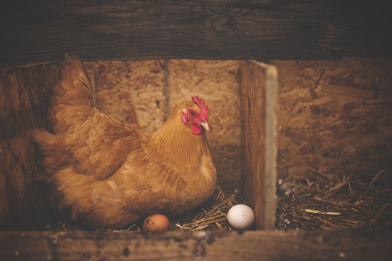 poultry farming in kenya