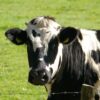 Dairy farming in Kenya