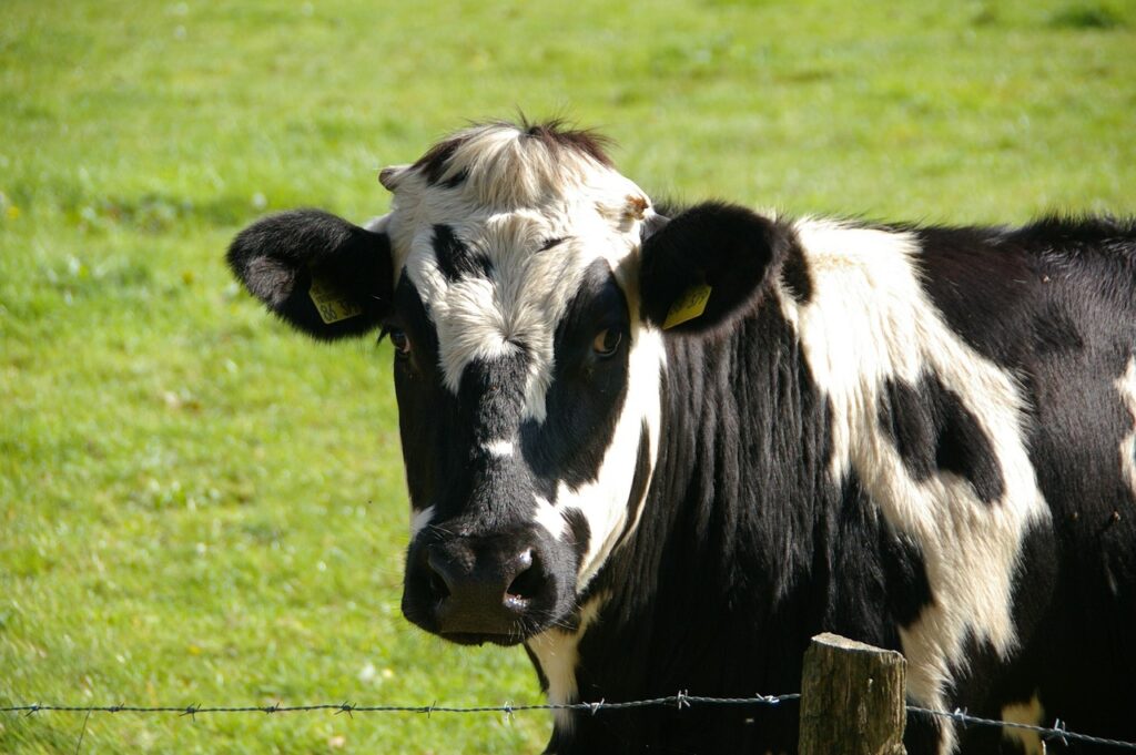 Dairy farming in Kenya