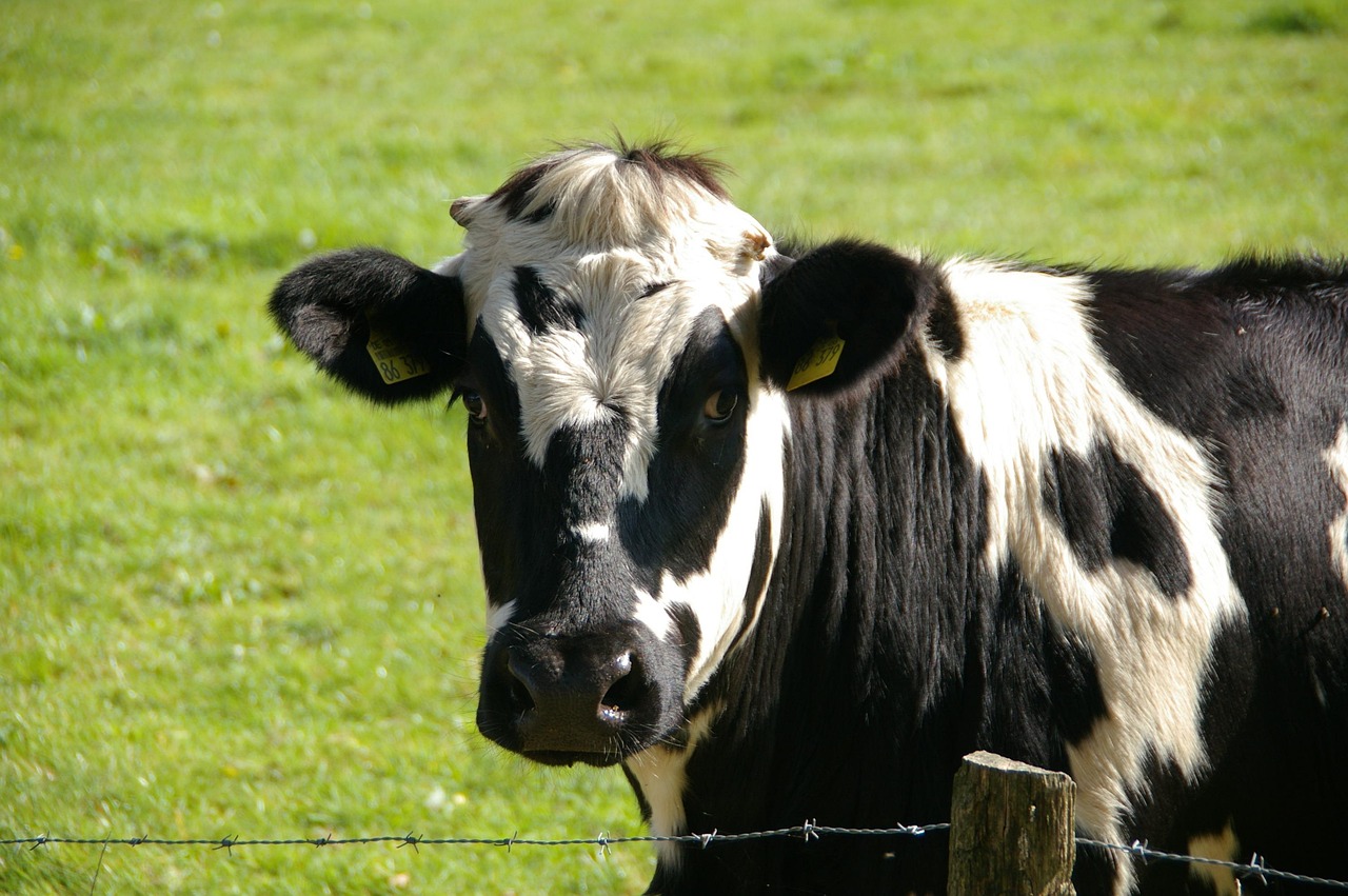 Dairy farming in Kenya