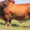 bull fattening Kenya