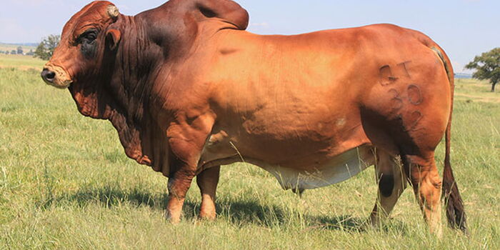 bull fattening Kenya