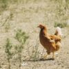 kienyeji chicken vaccination schedule Kenya