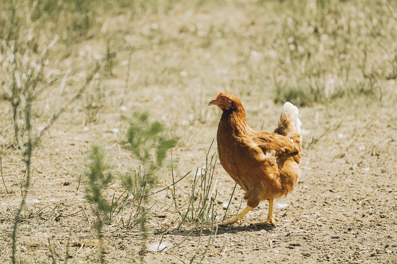 kienyeji chicken vaccination schedule Kenya