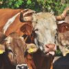 sell beef cattle good price Kenya