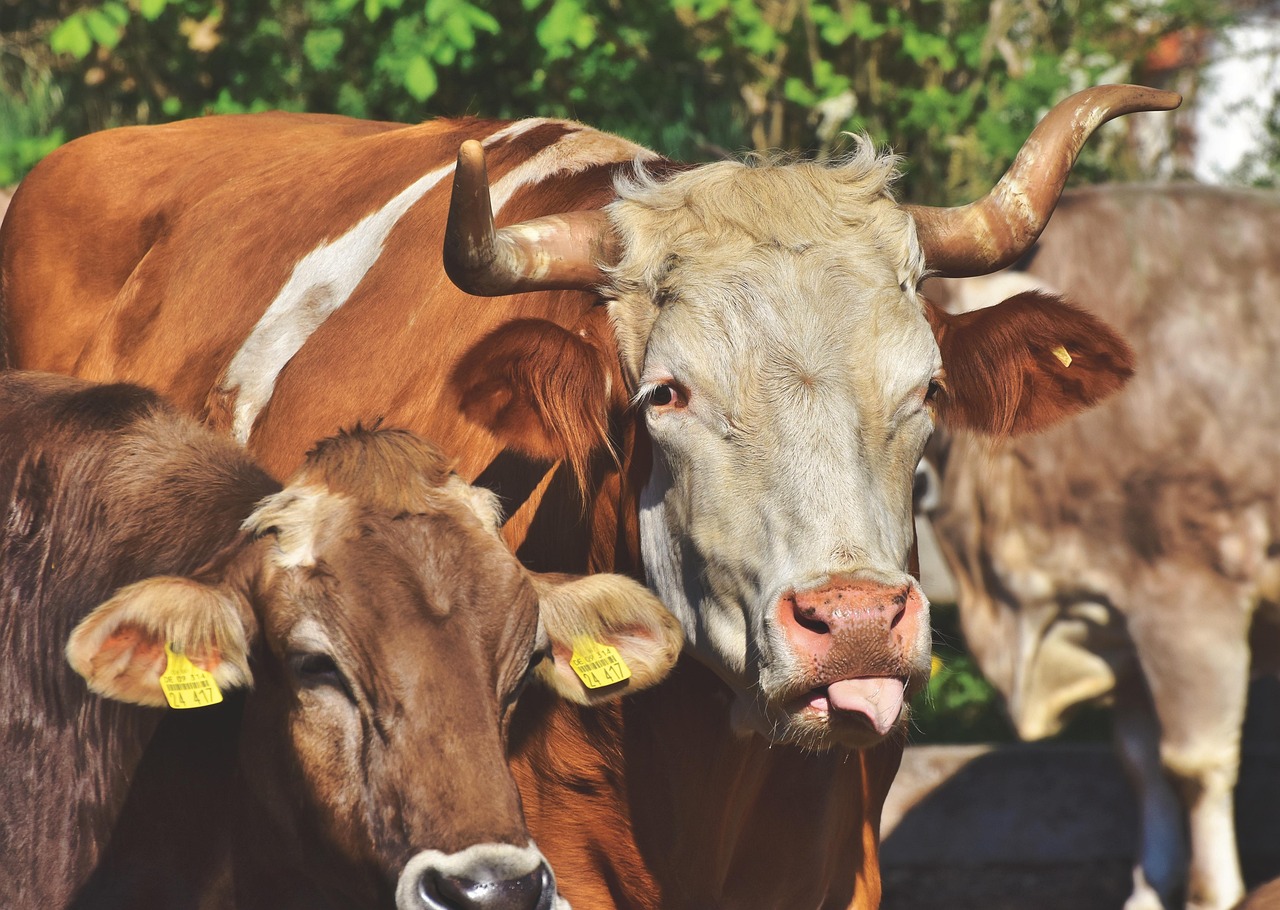 sell beef cattle good price Kenya