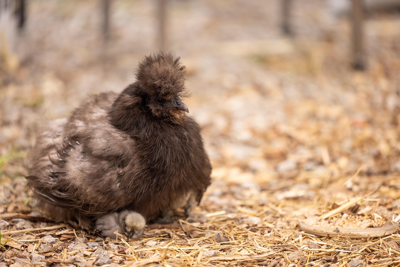 chicken diseases herbal treatment Kenya