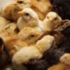 cheap chicken brooder Kenya