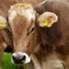 beef cattle breeds Kenya