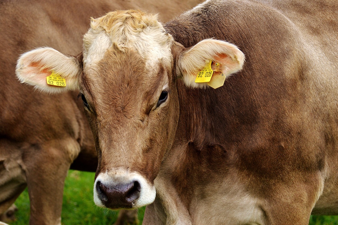 beef cattle breeds Kenya
