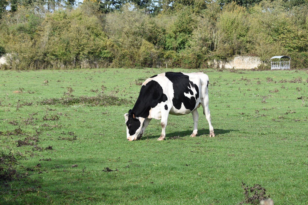 best grass dairy cows dry areas Kenya