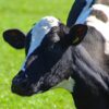 increase milk Friesian cows Kenya
