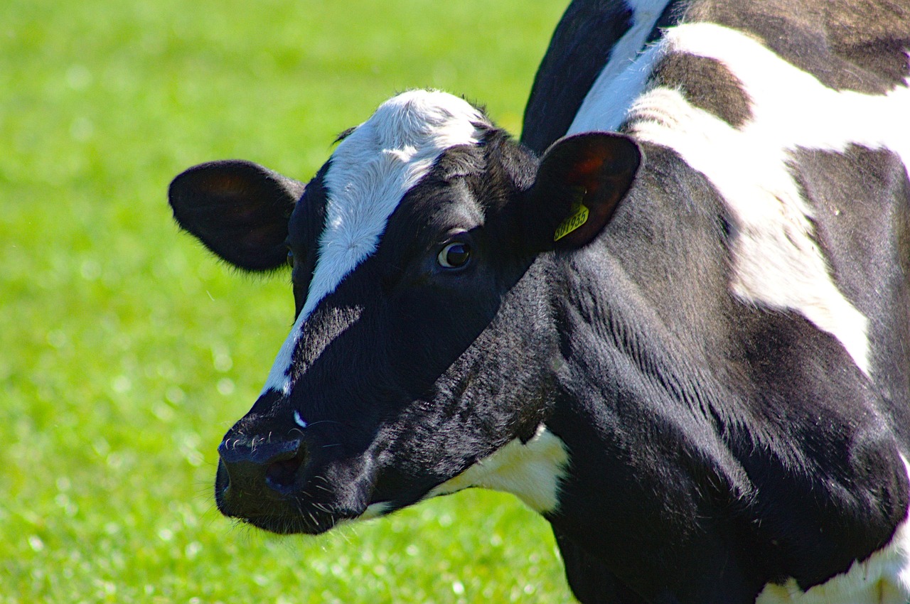 increase milk Friesian cows Kenya