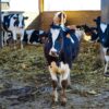 buy dairy heifers Kenya