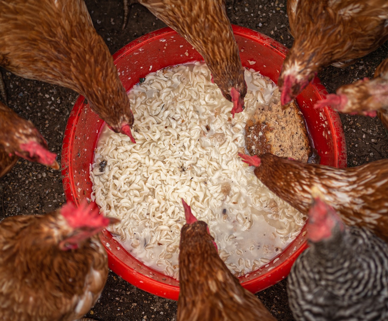 homemade chicken feed Kenya