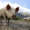 pig farming startup cost Kenya