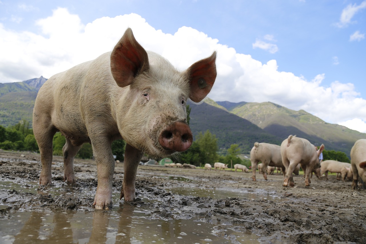 pig farming startup cost Kenya