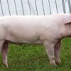 pig market readiness signs Kenya
