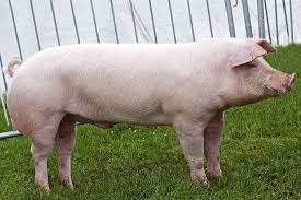 pig market readiness signs Kenya