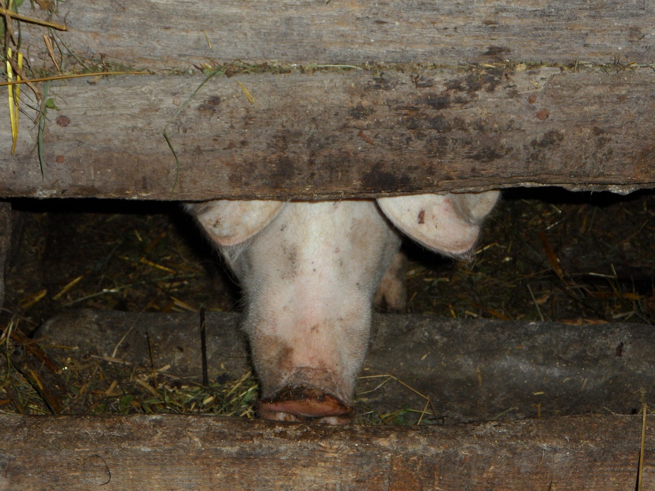 build cheap pigsty Kenya