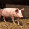 fast growing pig breeds Kenya