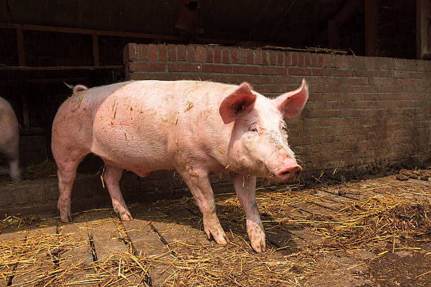 fast growing pig breeds Kenya