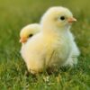 Buy 64 Egg Incubator Kenya