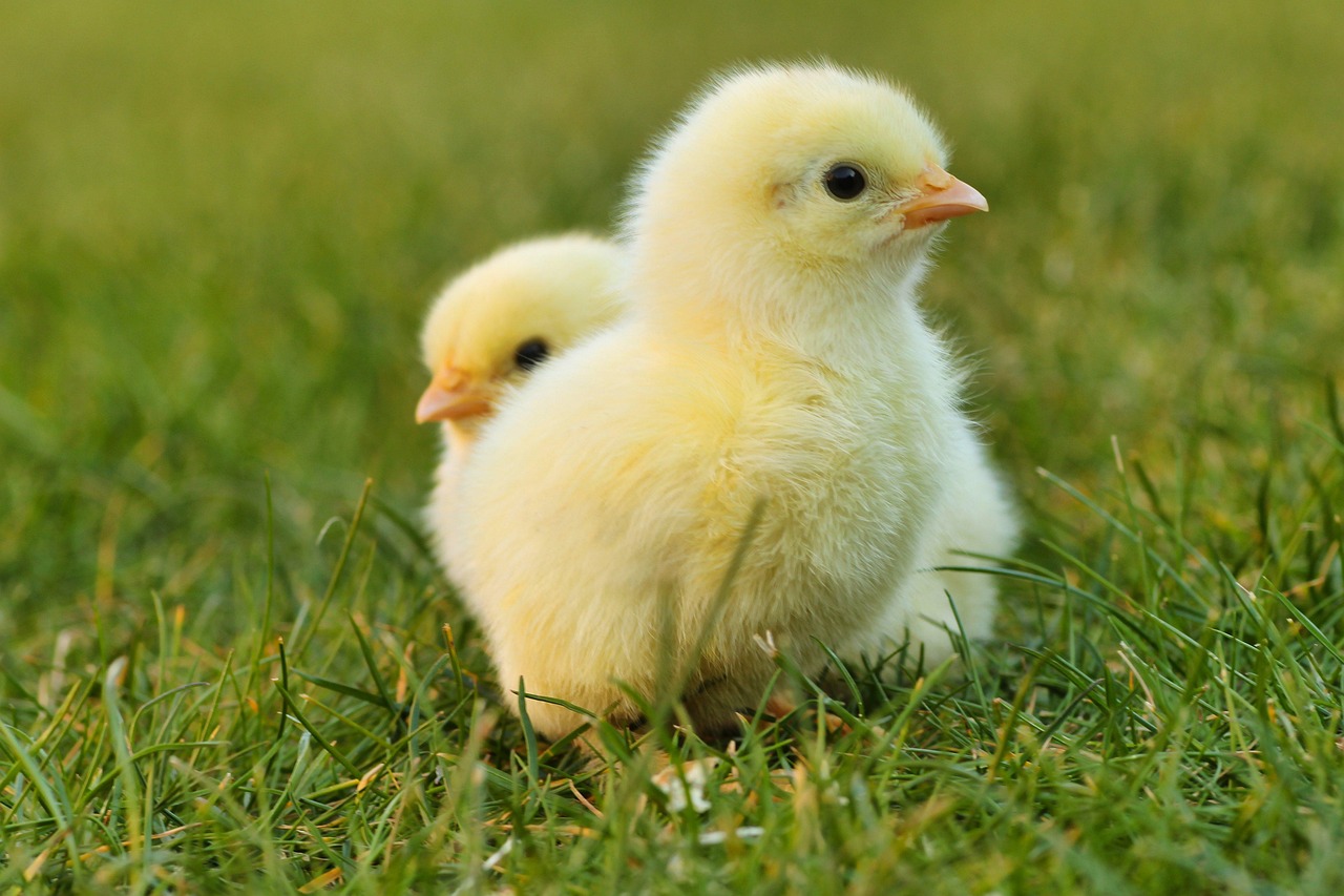 Buy 64 Egg Incubator Kenya