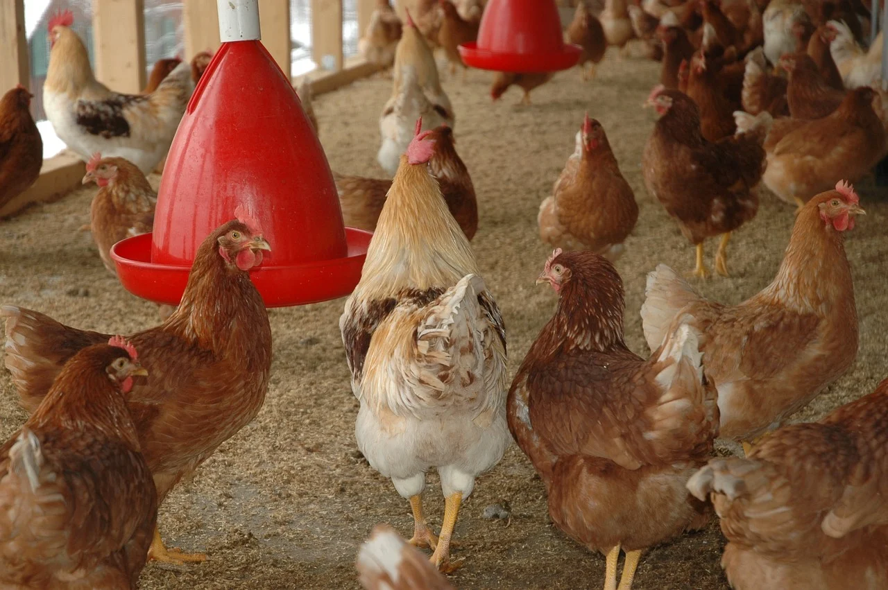 Chicken Manual Feeders Kenya