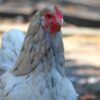 how to use debeakers in poultry farming Kenya