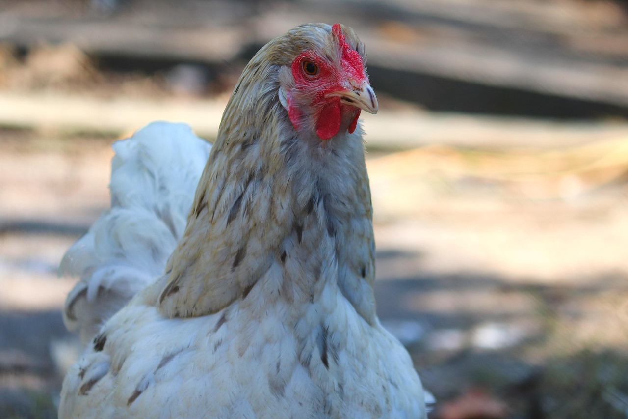 how to use debeakers in poultry farming Kenya