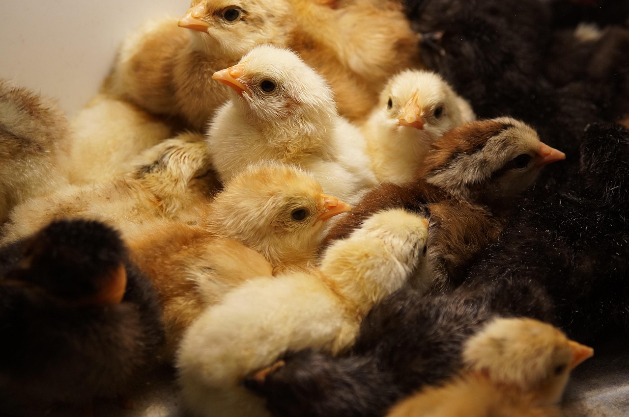 how to prevent poultry diseases on a budget Kenya