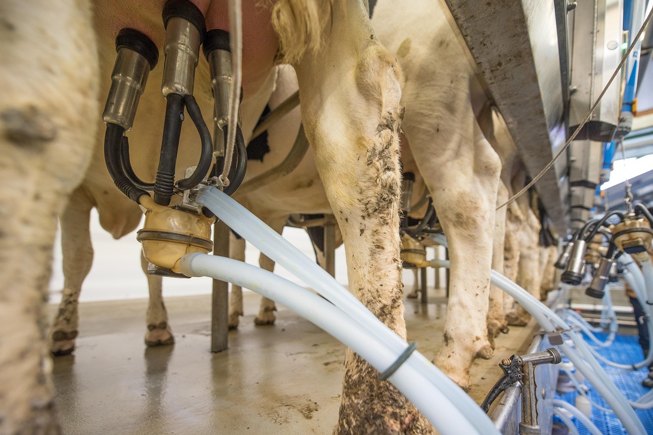 How to Set Up a Milking Shed on a Small Dairy Farm in Kenya