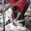 How to Use Wool Shears Safely on Sheep and Goats