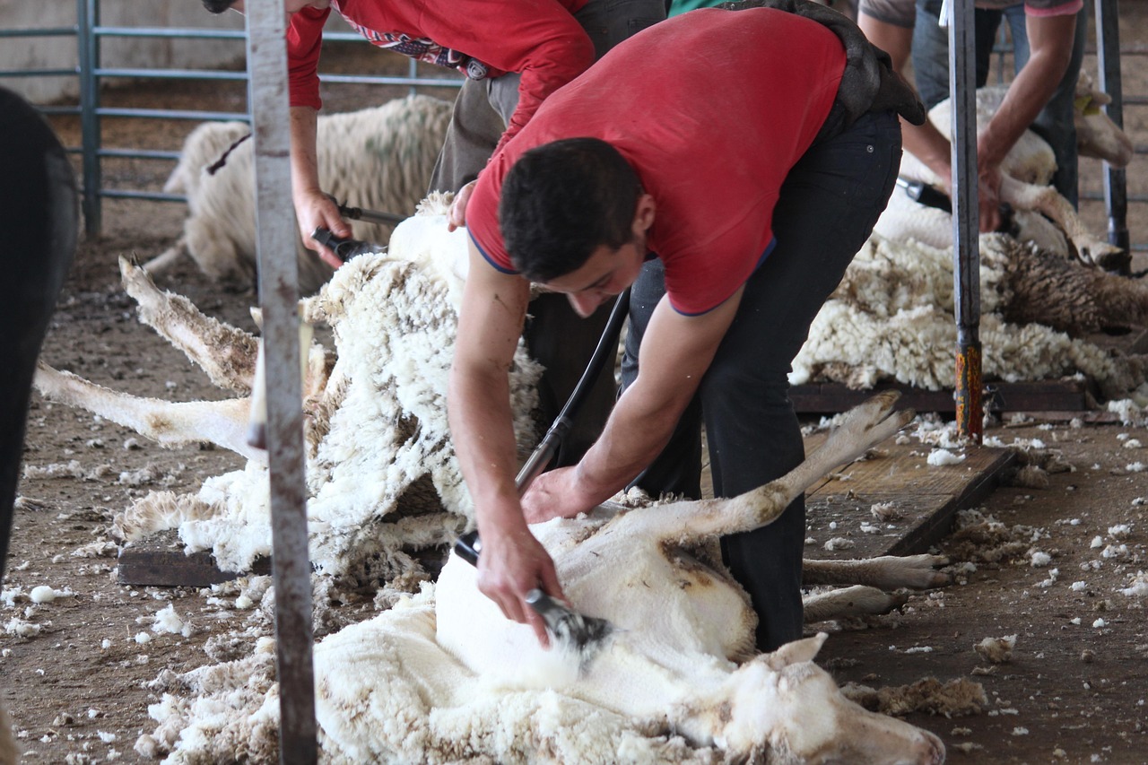 How to Use Wool Shears Safely on Sheep and Goats