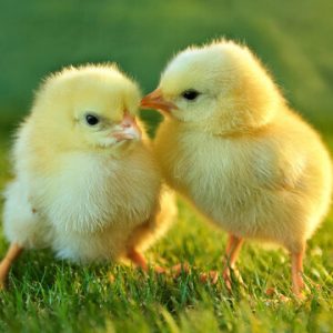 Chicks