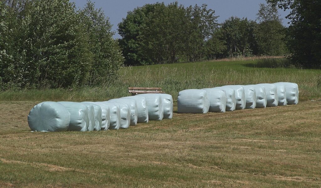 How to Make Silage for Beef Cattle in Kenya