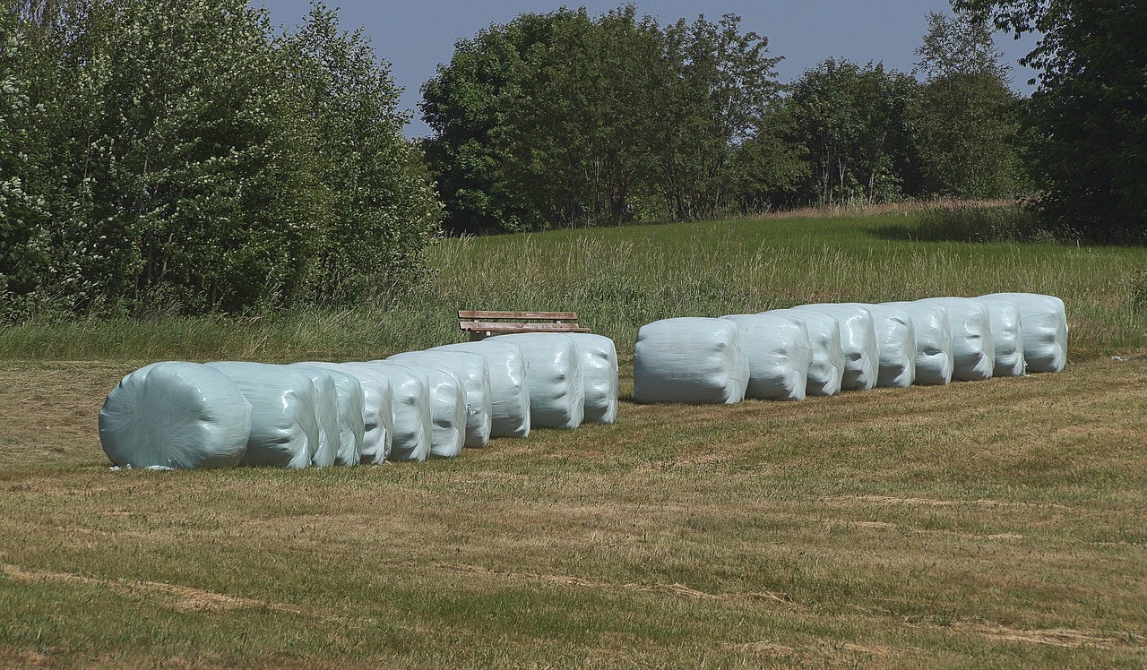 How to Make Silage for Beef Cattle in Kenya