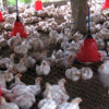 Poultry equipment and profitability in Kenya