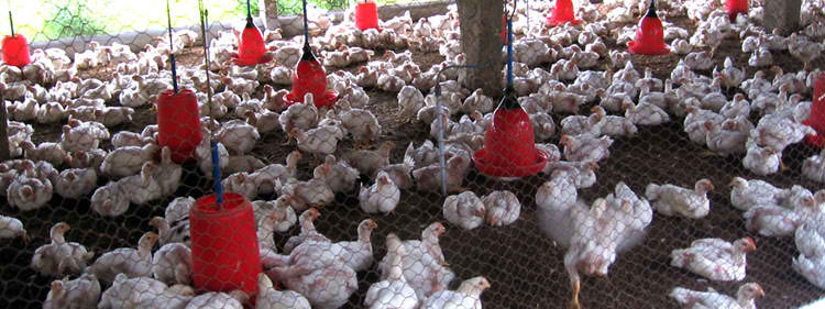 Poultry equipment and profitability in Kenya