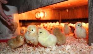 Brooding area setup with feeders and drinkers in a poultry house