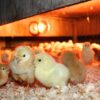 Gas brooder providing heat to chicks in a Kenyan poultry house