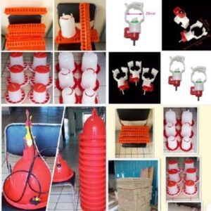 Chickens feeding and drinking from clean feeders and drinkers