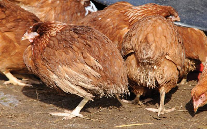 Common poultry diseases in Kenya