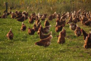 Layer chickens in an egg production poultry house in Kenya