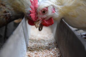 Beginners monitoring chicks and checking feeders in a poultry farm