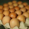 How to Choose the Right Egg Trays for Poultry Farming