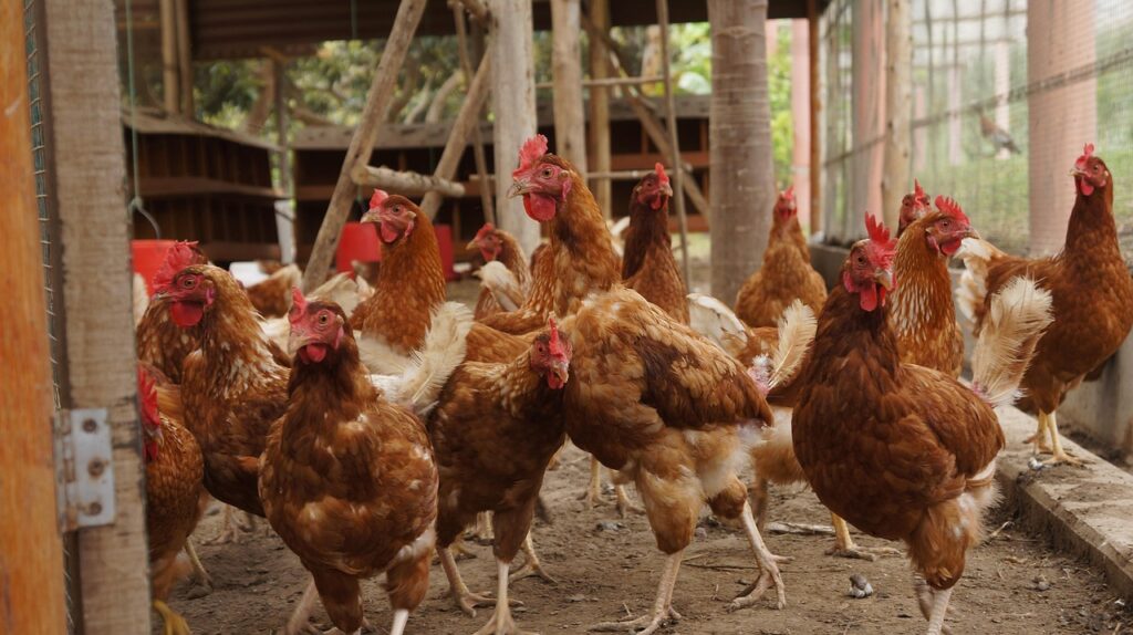 Layer farming in Nairobi County