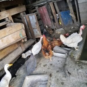 Kanga guinea fowl pair for sale in Juja, Kiambu County
