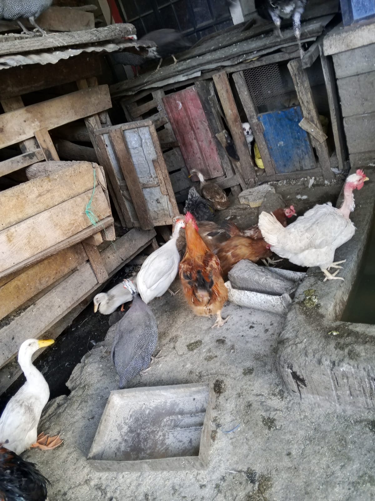 Kanga guinea fowl pair for sale in Juja, Kiambu County